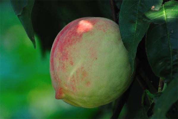 桃子產(chǎn)地在哪里