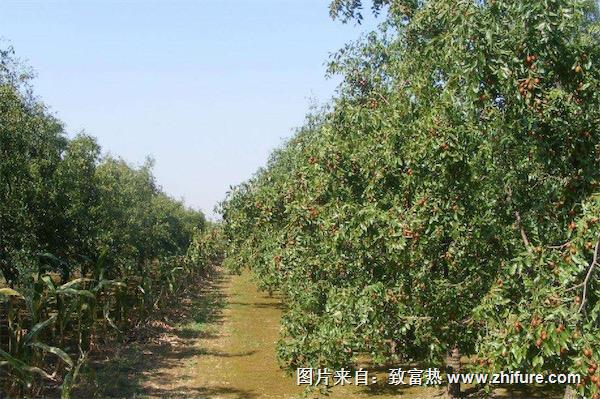 棗核能種出棗樹嗎