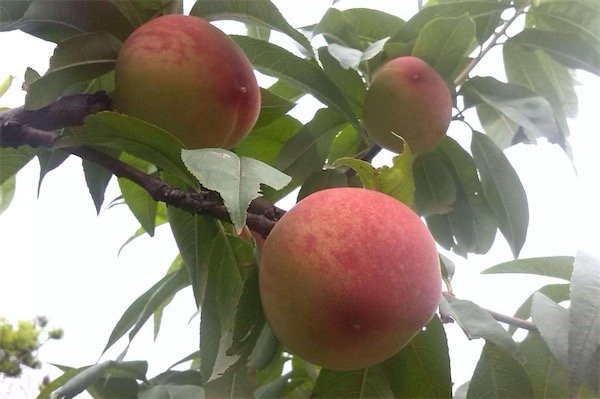 桃子可以放冰箱嗎