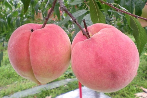 桃子可以放冰箱嗎