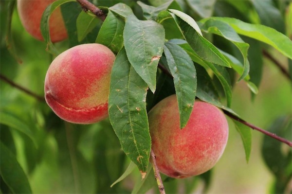 桃子可以放冰箱嗎