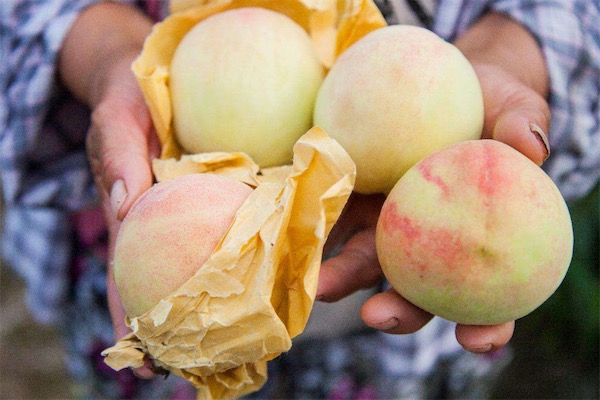 桃子可以放冰箱嗎