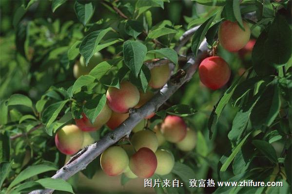 新品種桃樹苗有哪些