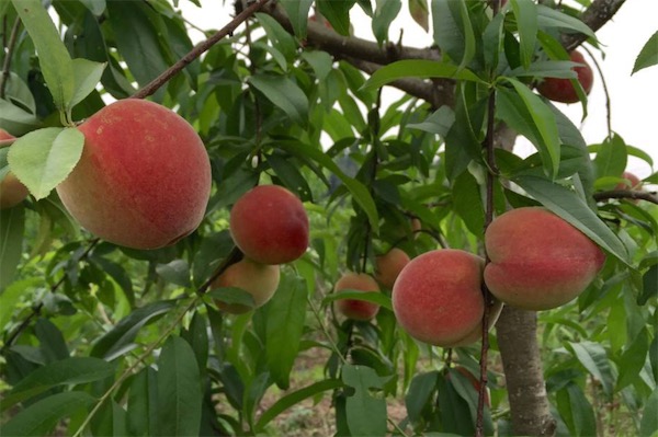 新品種桃樹苗有哪些