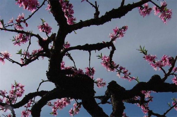 新品種桃樹苗有哪些