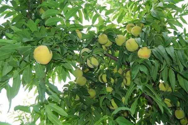 新品種桃樹苗有哪些