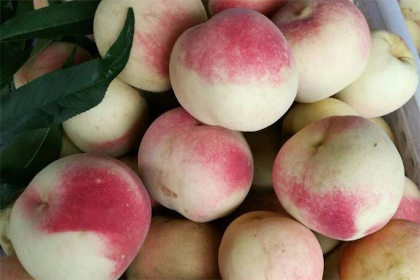 新品種桃樹苗有哪些