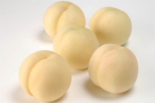 新品種桃樹苗有哪些