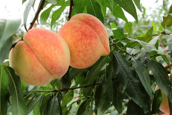 新品種桃樹苗有哪些