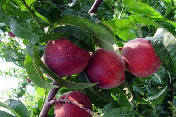 新品種桃樹苗有哪些