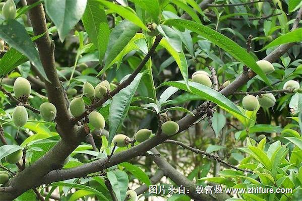 桃樹什么品種最好