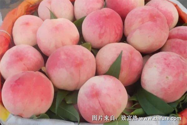 晚熟桃樹新品種有哪些