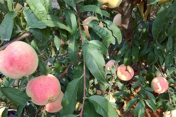 晚熟桃樹新品種有哪些
