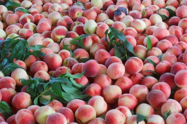 晚熟桃樹新品種有哪些