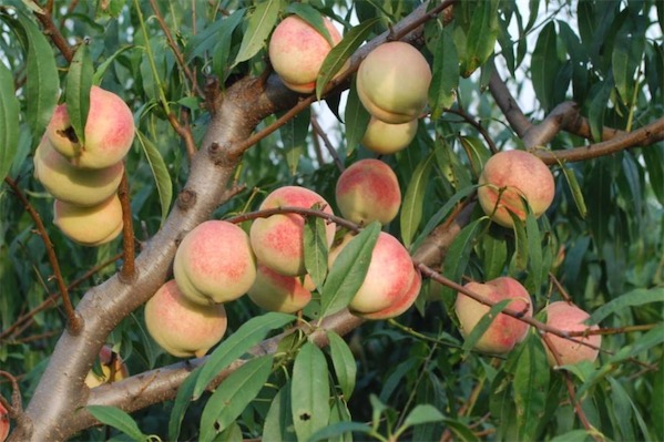 晚熟桃樹新品種有哪些
