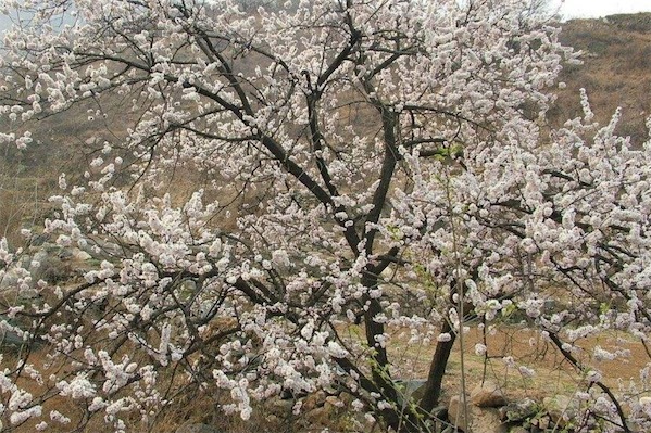 晚熟桃樹新品種有哪些