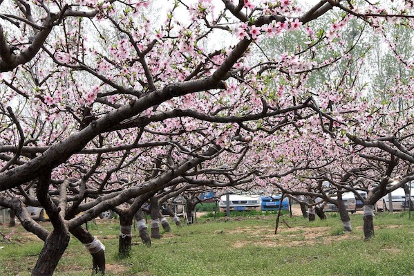 晚熟桃樹新品種有哪些