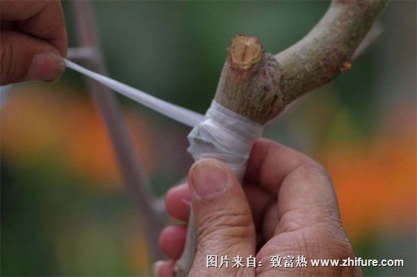 棗樹嫁接時(shí)間和方法