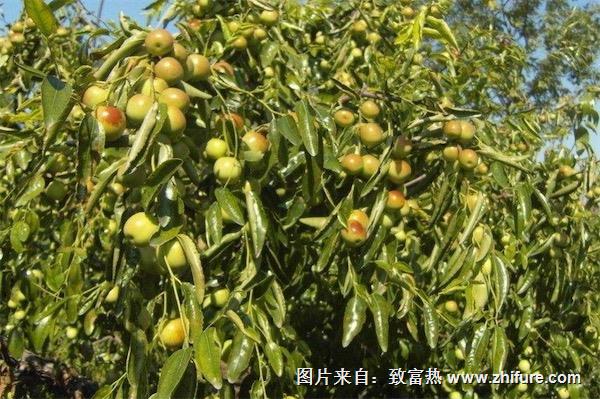 冬棗樹苗價(jià)格多少錢一棵