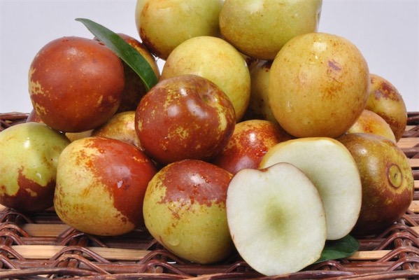 冬棗樹苗價格多少錢一棵