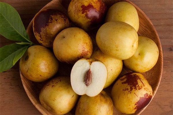 冬棗樹苗價格多少錢一棵