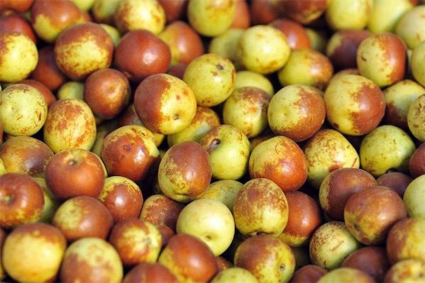 冬棗樹苗價格多少錢一棵