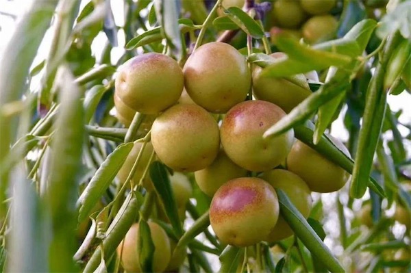 冬棗樹苗價格多少錢一棵