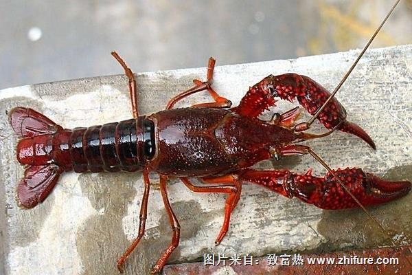 淡水養(yǎng)蝦技術