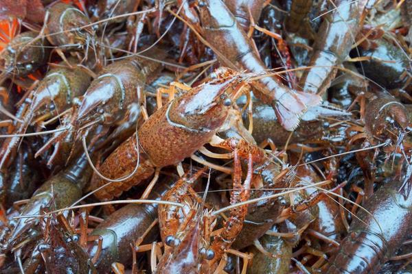 淡水養(yǎng)蝦技術