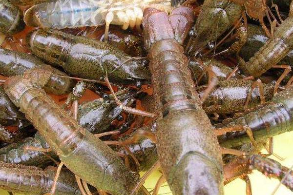 淡水養(yǎng)蝦技術