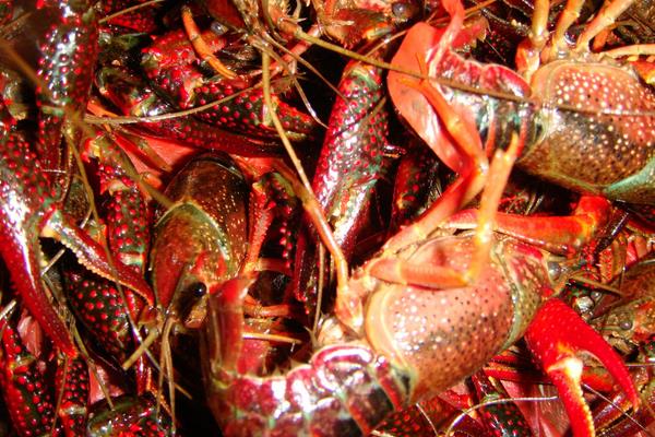 淡水養(yǎng)蝦技術