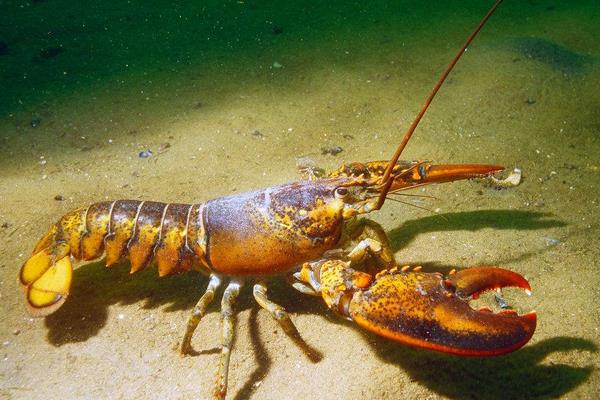 淡水養(yǎng)蝦技術