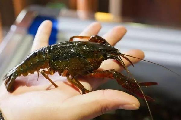 淡水養(yǎng)蝦技術