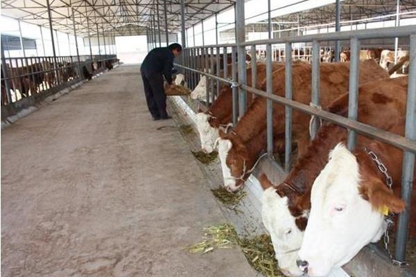 養(yǎng)牛場怎么建設(shè)？有什么需要注意的？