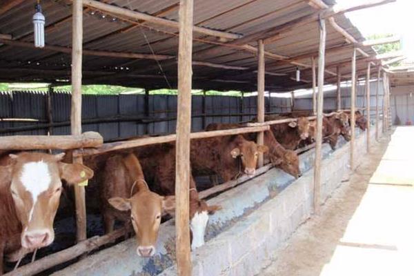 養(yǎng)牛場怎么建設(shè)？有什么需要注意的？