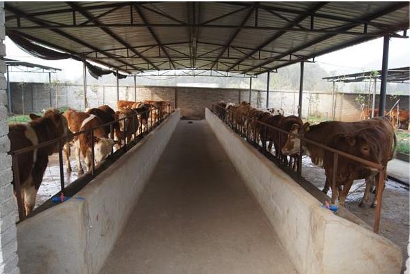 養(yǎng)牛場怎么建設(shè)？有什么需要注意的？