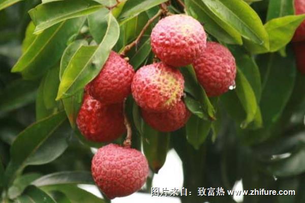 哪種荔枝最好吃