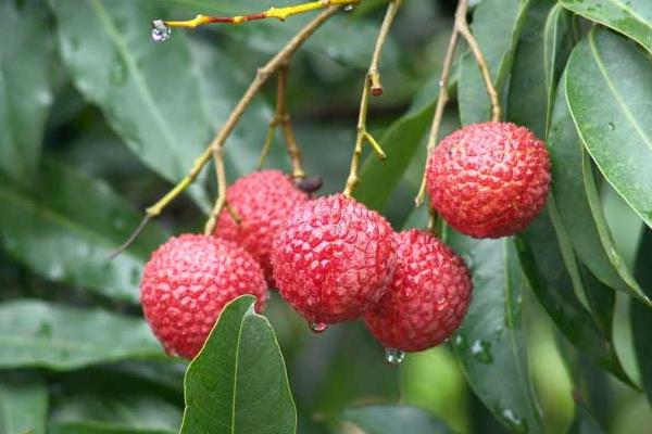 哪種荔枝最好吃