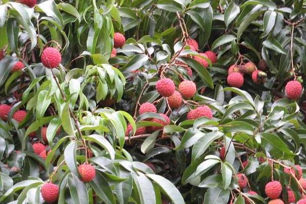 哪種荔枝最好吃