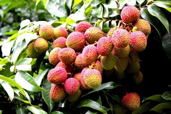 哪種荔枝最好吃