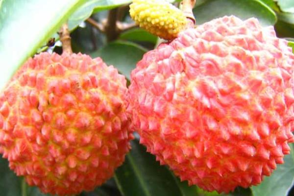 哪種荔枝最好吃