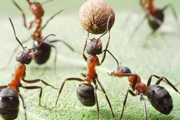 警惕“養殖螞蟻暴富”創業項目 螞蟻養殖騙局揭秘