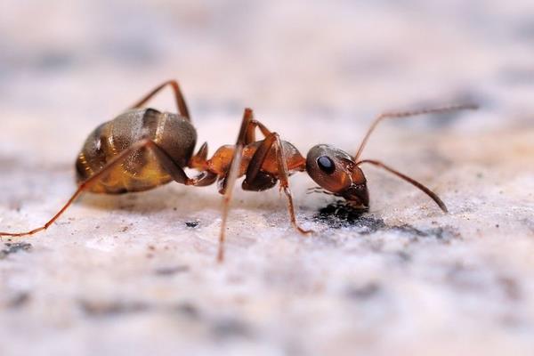警惕“養殖螞蟻暴富”創業項目 螞蟻養殖騙局揭秘
