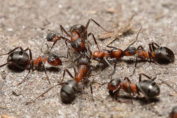 警惕“養殖螞蟻暴富”創業項目 螞蟻養殖騙局揭秘