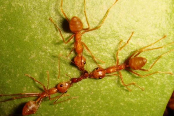 警惕“養殖螞蟻暴富”創業項目 螞蟻養殖騙局揭秘