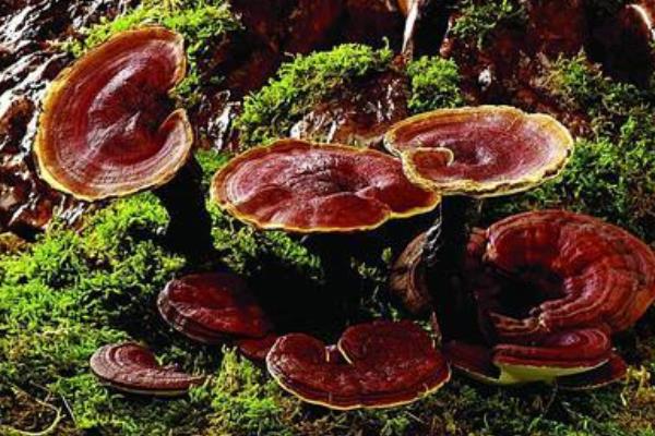 大棚種靈芝利潤環保雙贏