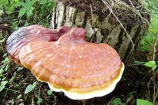 大棚種靈芝利潤環保雙贏