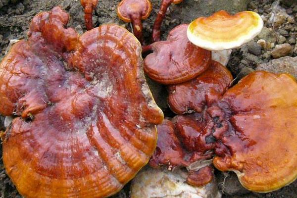 大棚種靈芝利潤環保雙贏