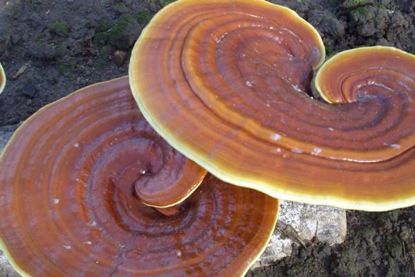 大棚種靈芝利潤環保雙贏