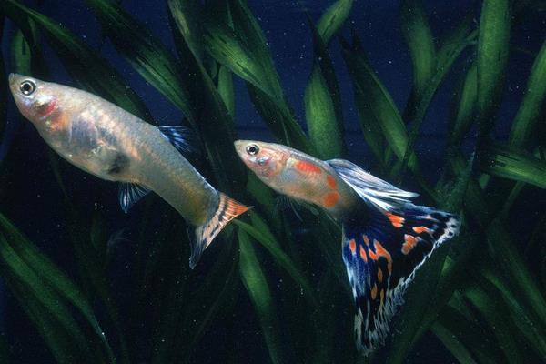 怎樣判斷孔雀魚懷孕?孔雀魚懷孕特征有哪些?懷孕周期是怎樣?